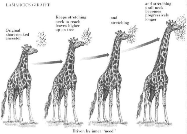 W taki sposób lamarkizm tłumaczy ewolucję żyrafy
