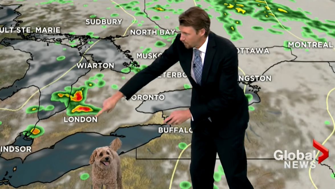 Pies zakłócił prognozę pogody 