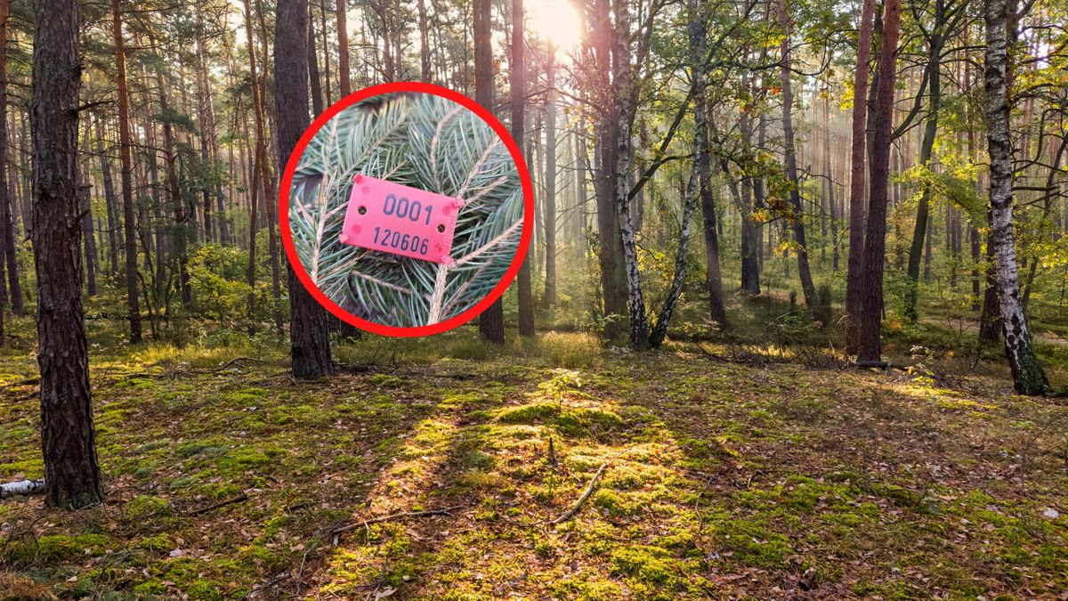 Leśnicy piszą o "prawdziwym rodzynku".