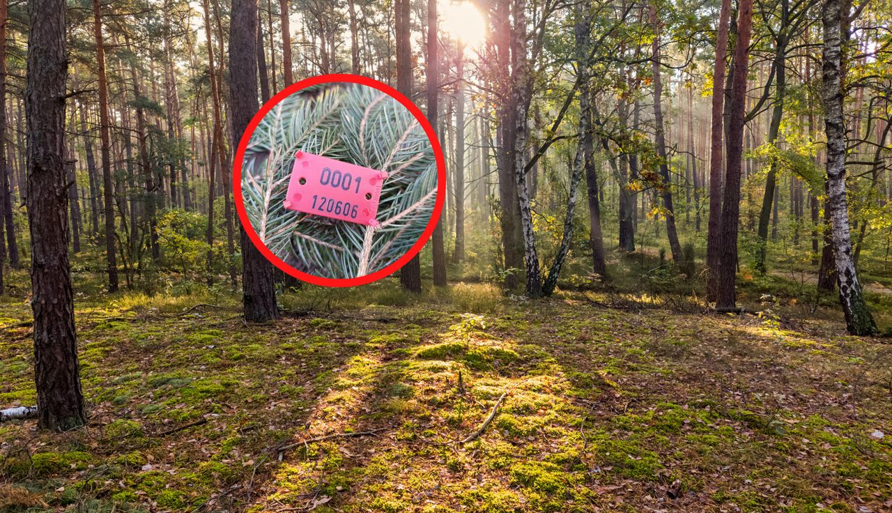 "Prawdziwy rodzynek". Leśnicy nie kryli ekscytacji. Pokazali zdjęcia