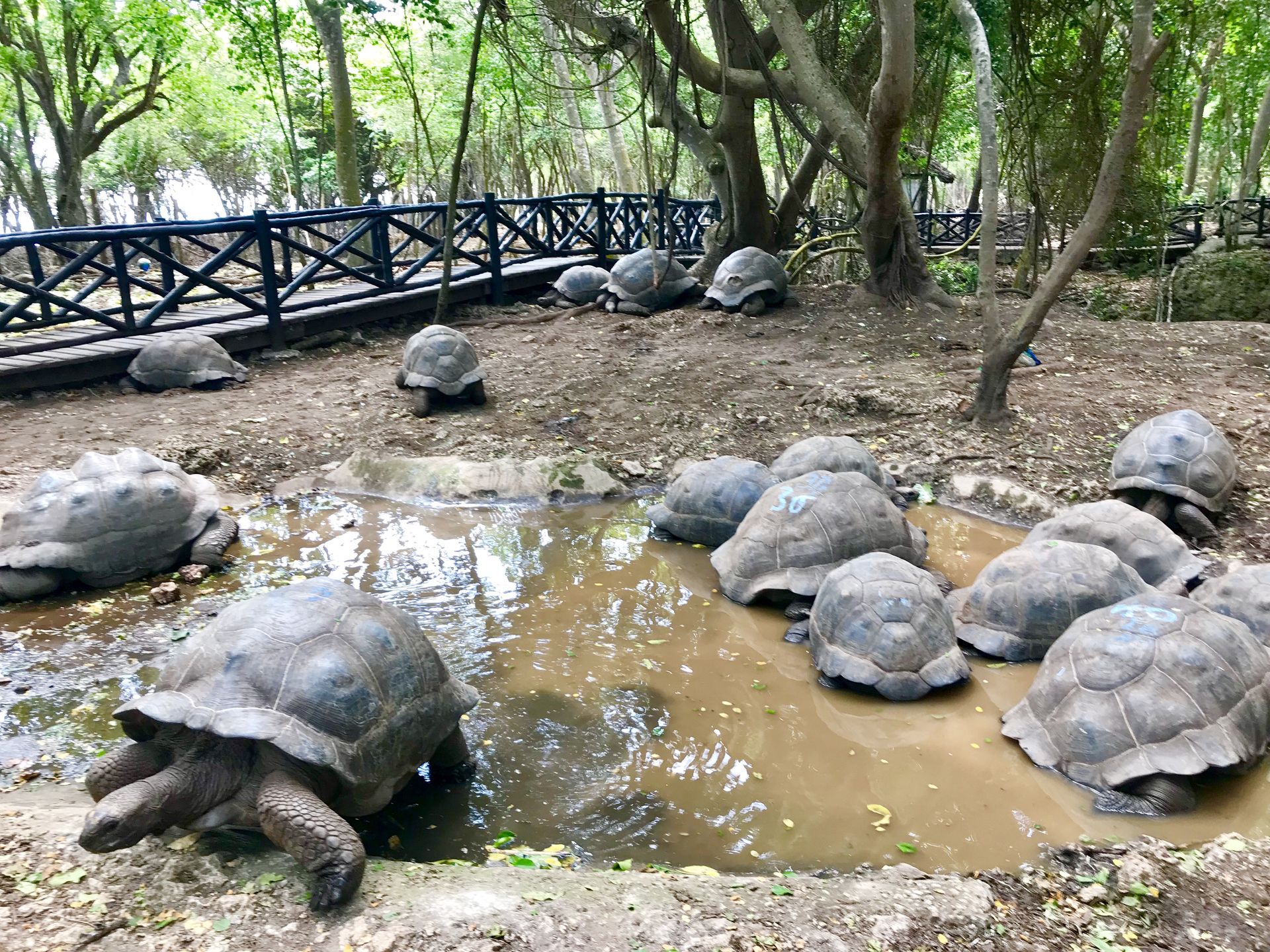Spotkanie z żółwiami na Zanzibarze