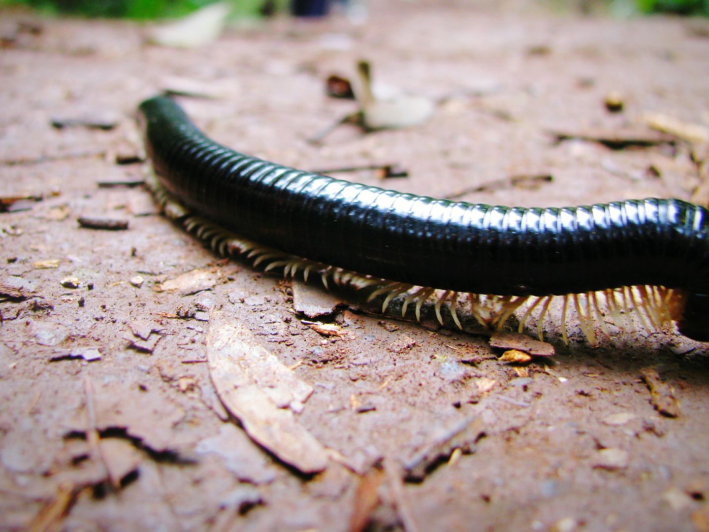 Krocionogi atakują w woj. śląskim. Mogą powodować groźne choroby