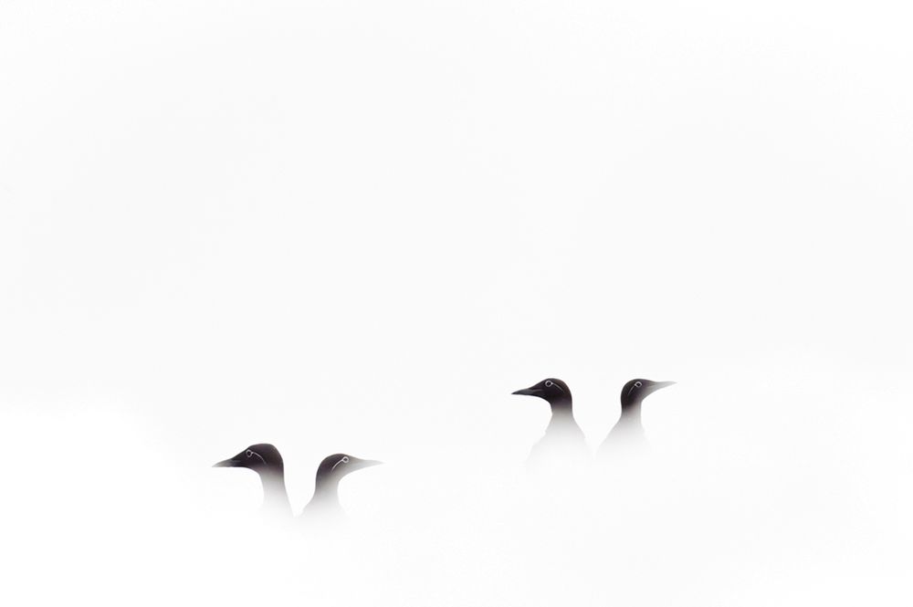 Zobaczcie najlepsze zdjęcia konkursu GDT European Wildlife Photographer of the Year 2016 13