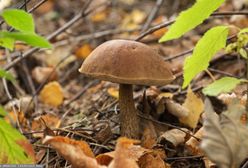 Wysyp grzybów w lasach. Szczególnie w kilku województwach