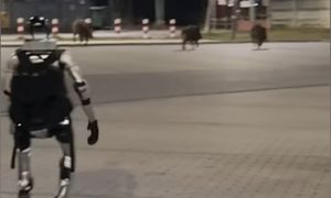 Zagraniczne media zachwycone polskim robotem. Nagranie z dzikami to hit