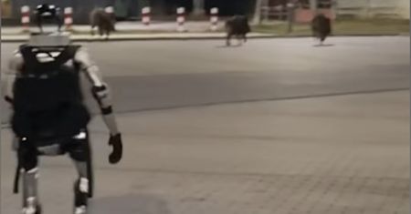 Zagraniczne media zachwycone robotem Edwardem. Nagranie z dzikami to hit