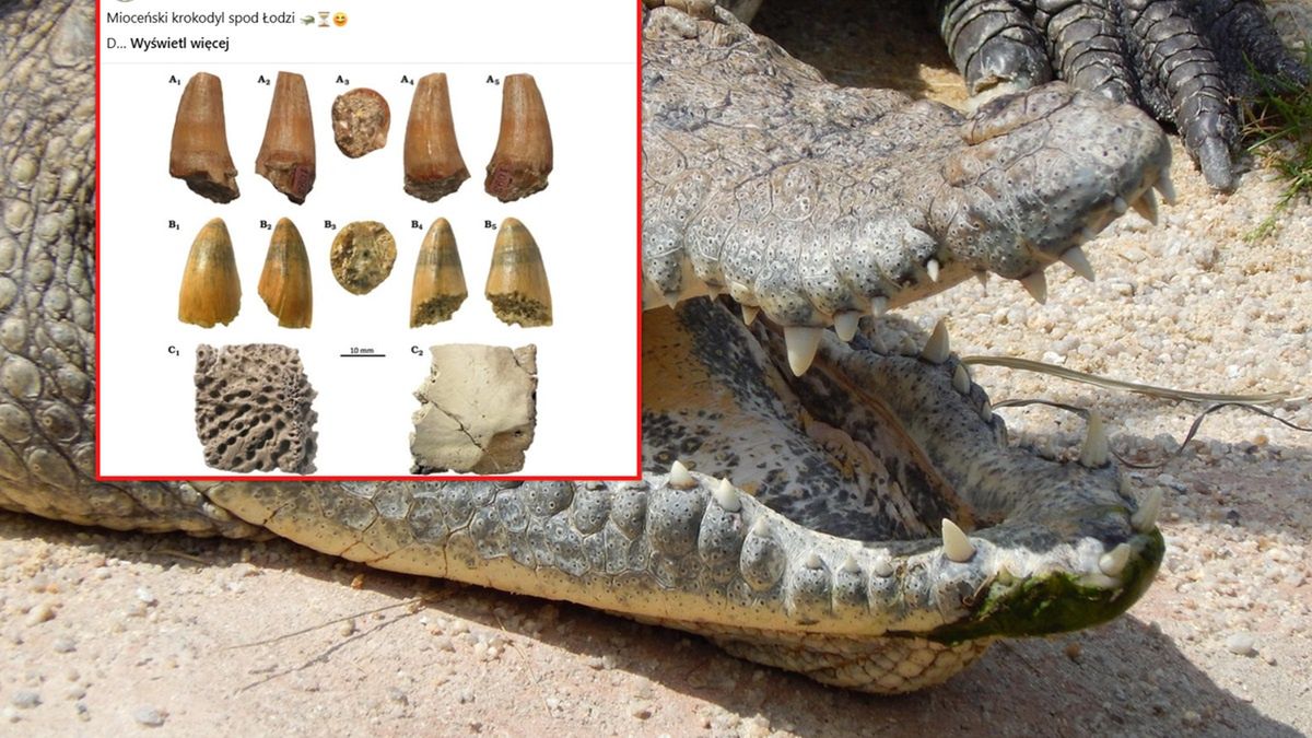 Odkrycie szczątków krokodyla.