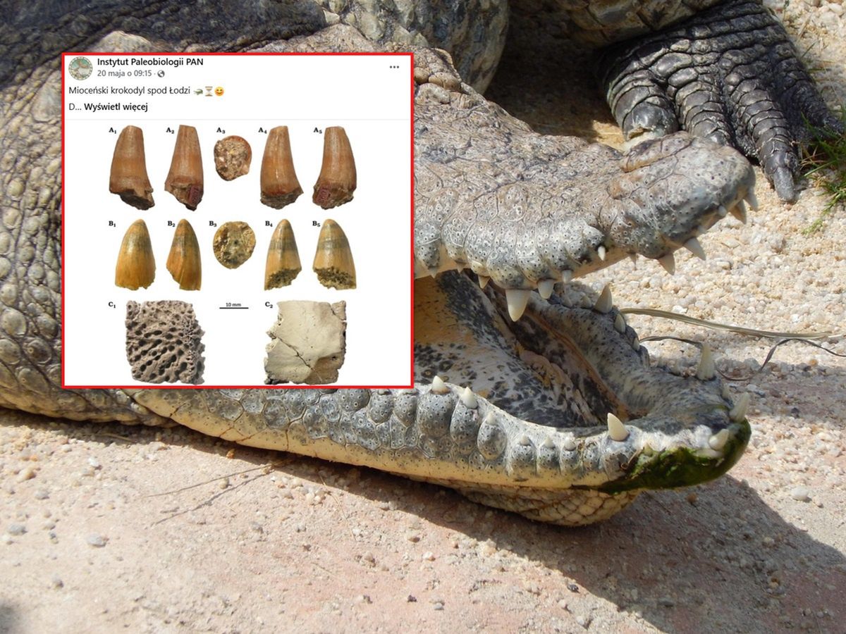 Szczątki krokodyla w kopalni. Odkrycie sprzed 17 mln lat