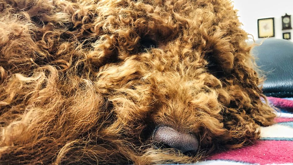 Historia Loczka poruszyła mieszkańców Grodziska