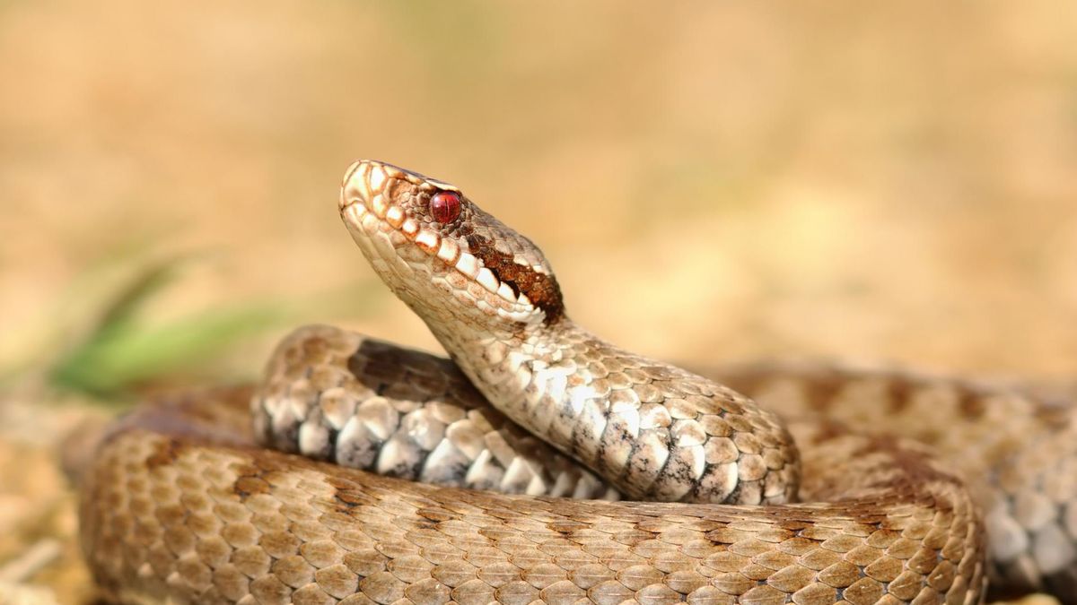 Żmija - występowanie, ukąszenie przez żmiję, pierwsza pomoc