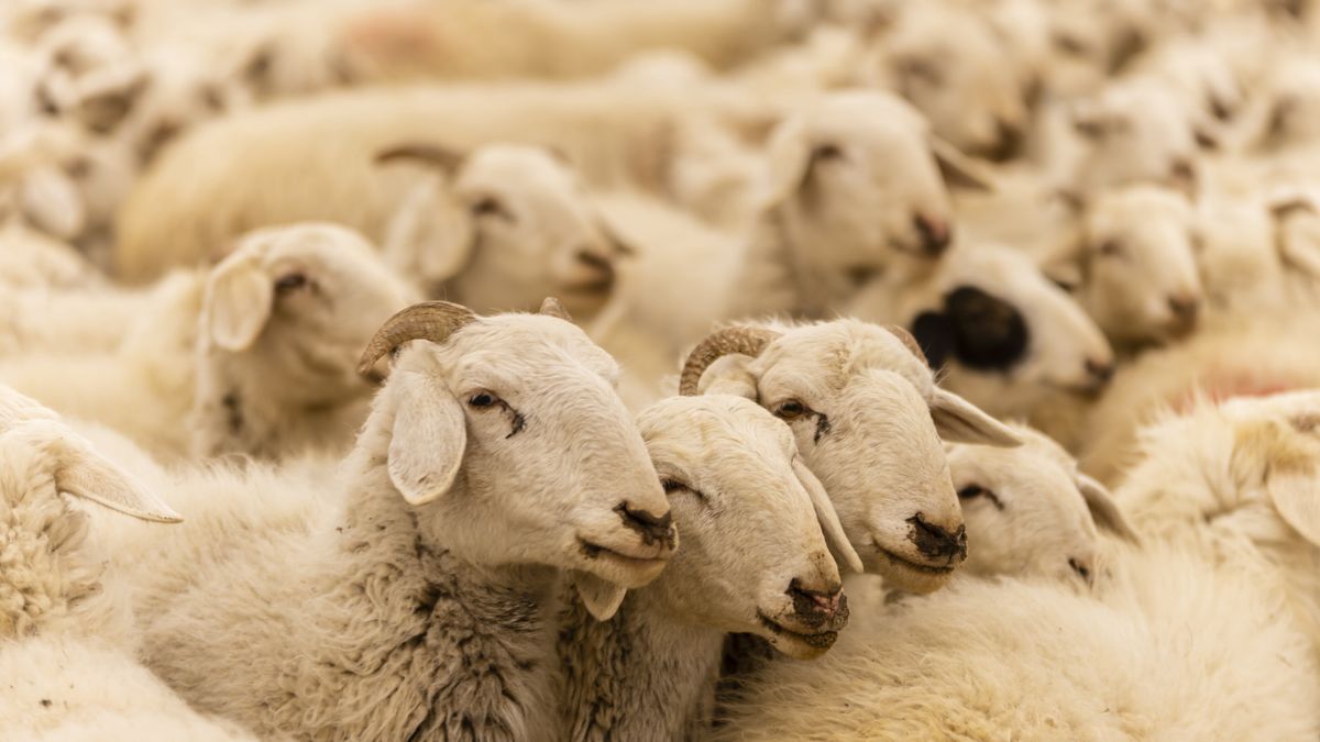 Owce, zdjęcie ilustracyjne