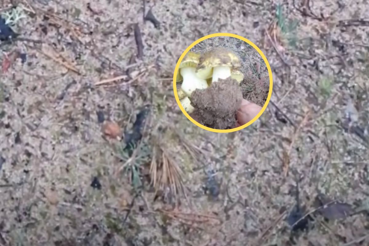 Szukajcie pęknięć w ziemi. Leśnik pokazał, co udało mu się wykopać