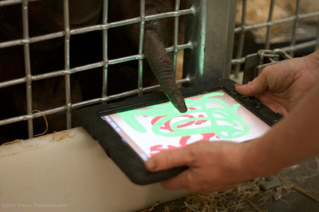 To już pewne – orangutany potrafią korzystać z iPadów [wideo] 4