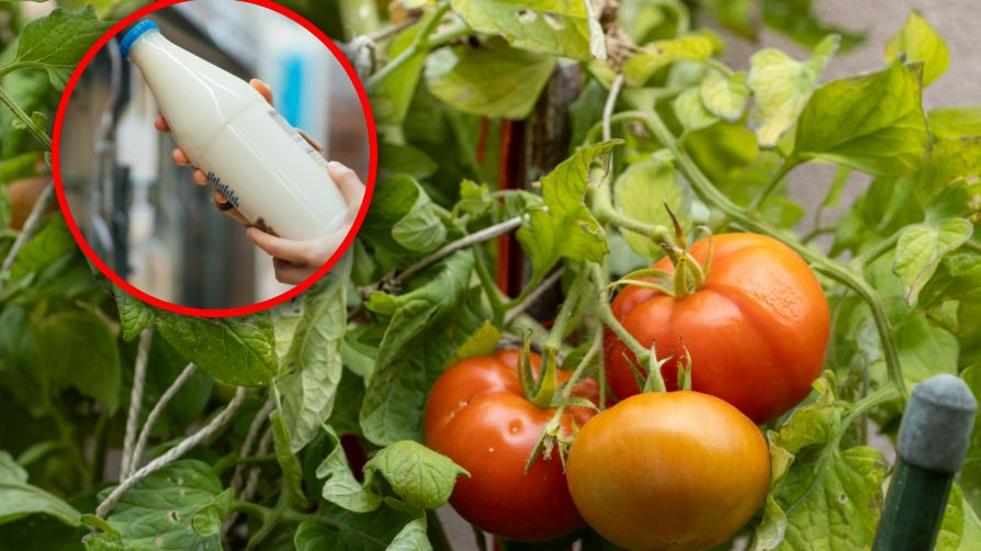 Oprysk z mleka na pomidory