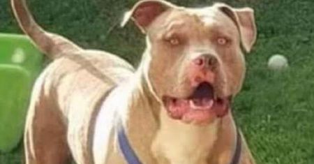 Pitbull rozszarpał 10-latka. Poprzedni właściciel się go bał