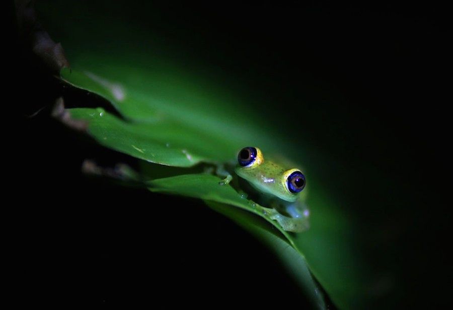 Zwierzęta w ZOO czy rezerwacie też są piękne, czyli ZSL Animal Photography Prize 2015 4