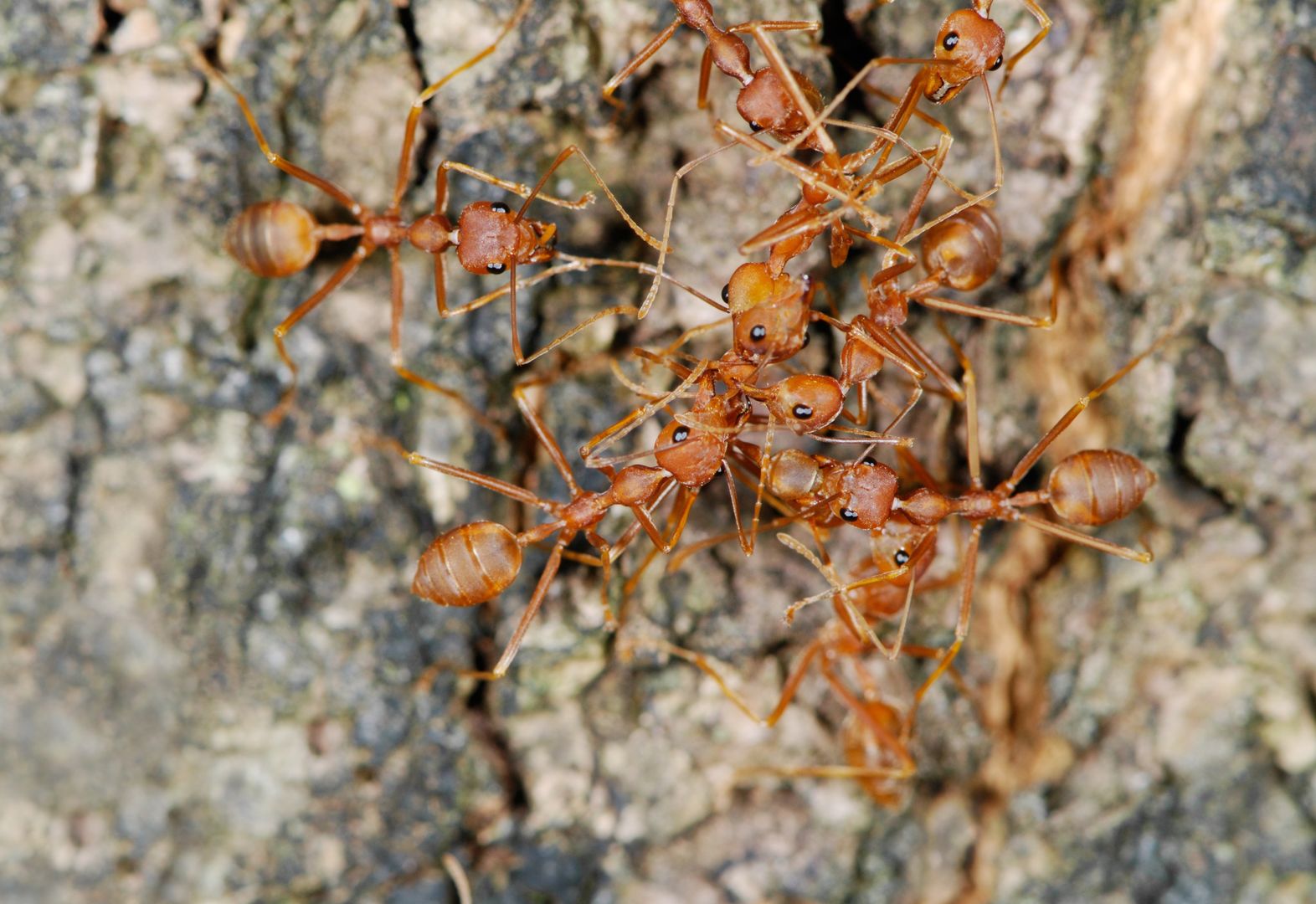 Drzewka owocowe zaatakowane przez mrówki? Jest skuteczny sposób