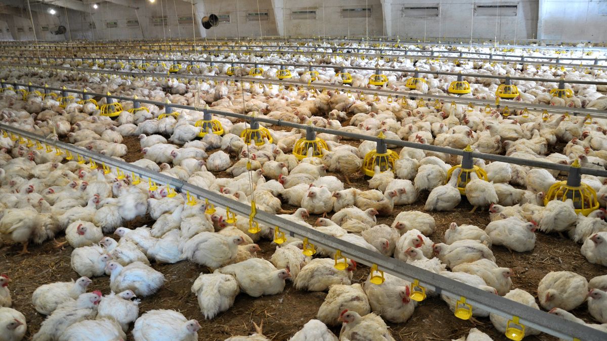 Protesty przeciw ukraińskiej fermie drobiu (zdj. poglądowe)