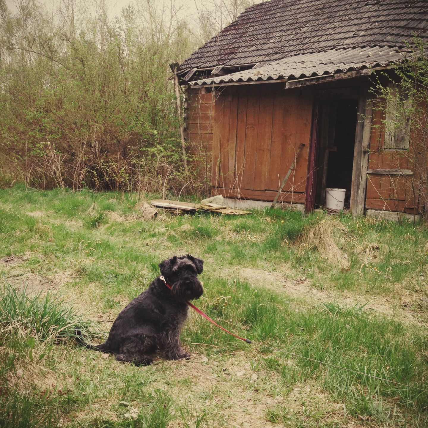 Kilka szybkich ujęć, czyli fotografowanie domowego zwierza smartfonem 4