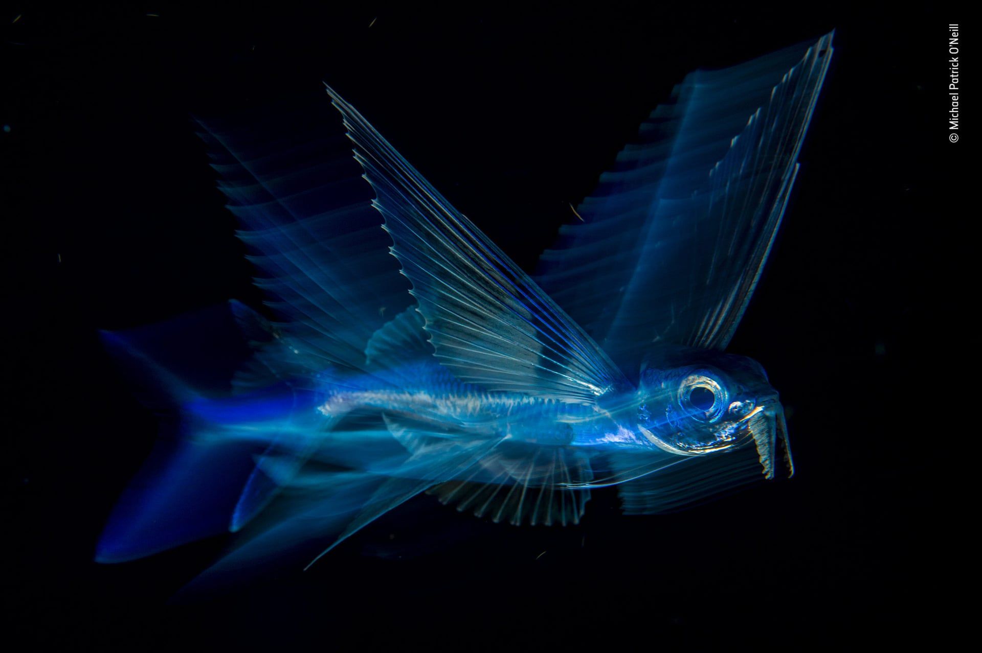 Wspaniały portret małp zwyciężył w Wildlife Photographer of the Year 2018 14