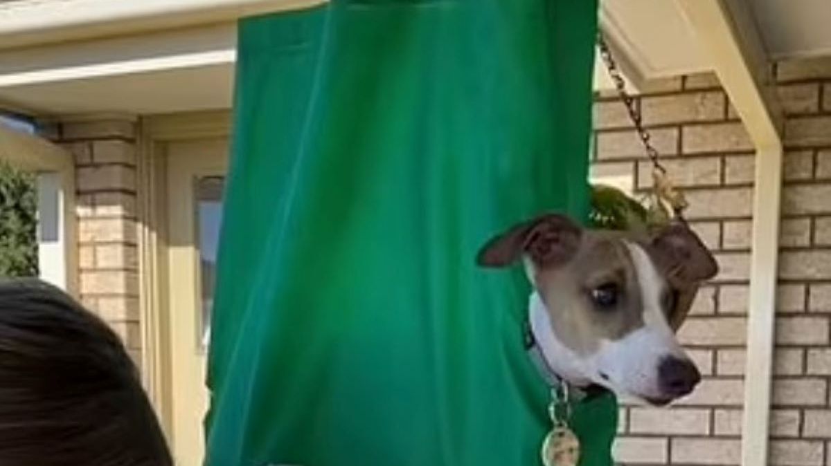 Właścicielka psa wymyśliła genialny trik na obcinanie pazurów 