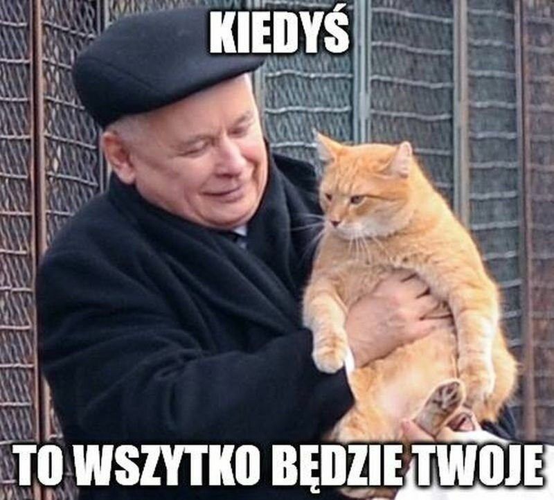 Memy z okazji Dnia Kota