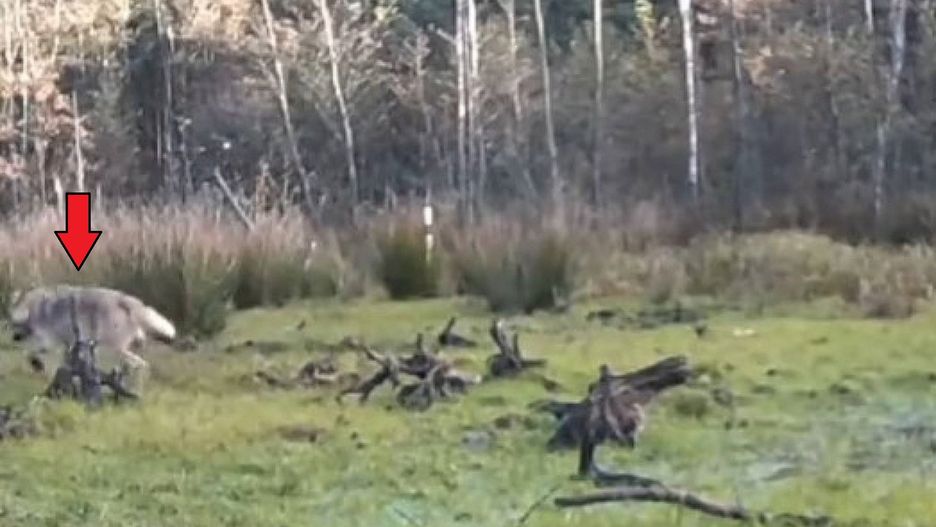 Wilk zarejestrowany na terenie Nadleśnictwa Przedborów