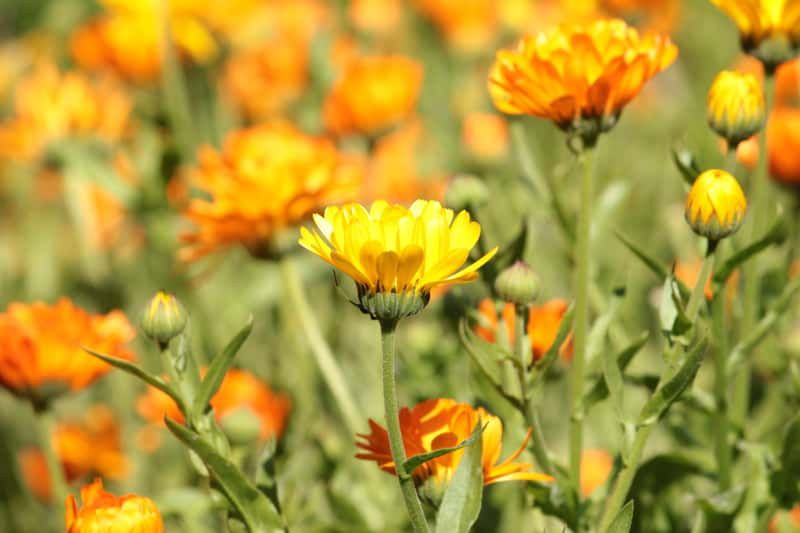 Koi skórę i przyciąga pszczoły. Rośnie nagietek w twoim ogrodzie?