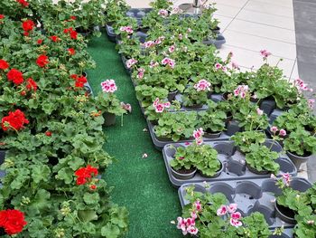 Warszawa: Uwielbiana akcja powraca. Miasto rozda setki kwiatów zupełnie za darmo