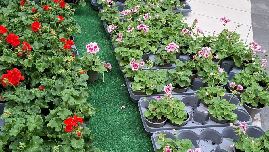 Kwiaty w Warszawie za darmo