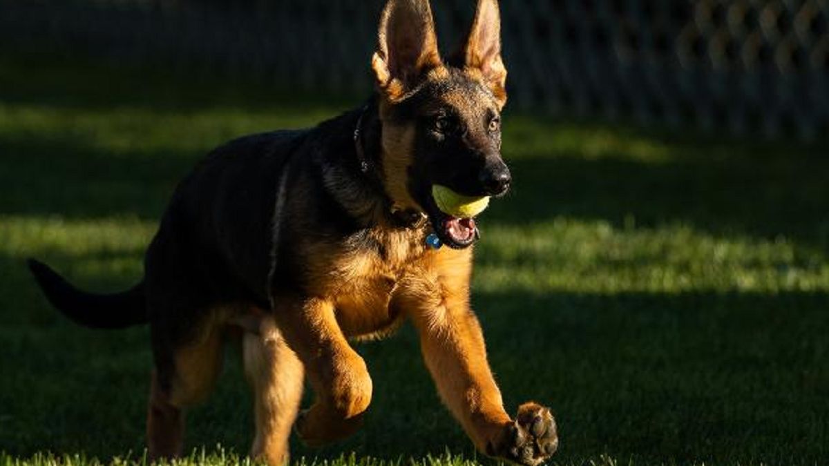 Prezydent USA ma nowego pupila. Jest oczkiem w głowie