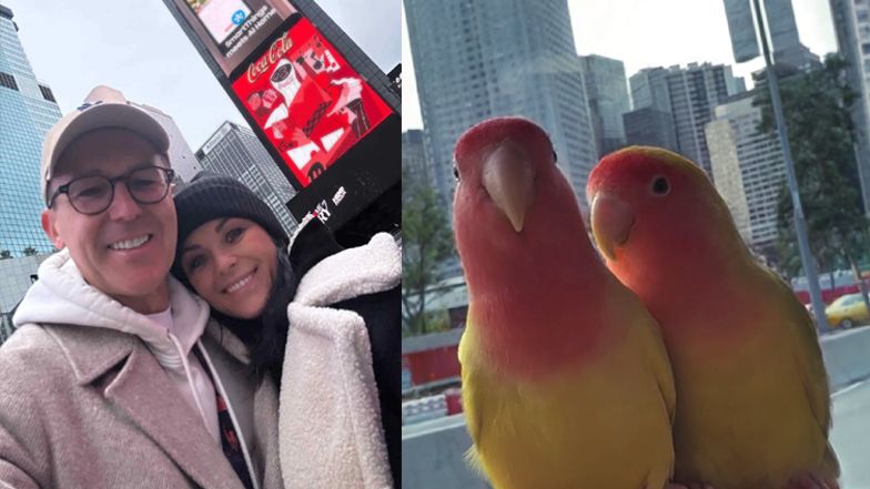 Papużki w wielkim mieście