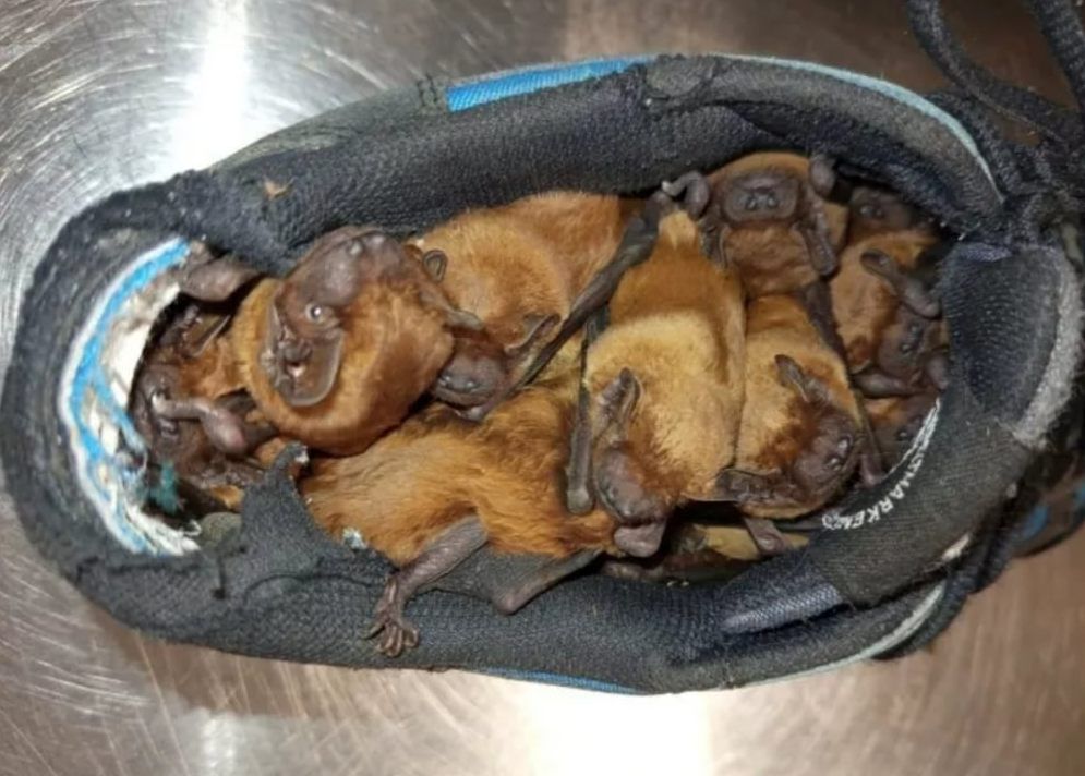 Warszawa: Nietoperze ukryły się w butach - niezwykła interwencja Ekopatrolu