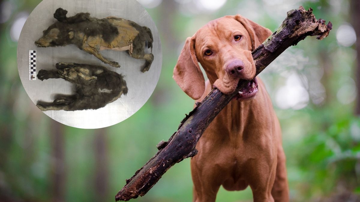 Zmumifikowane szczenięta. To jednak nie pierwsze psy? 