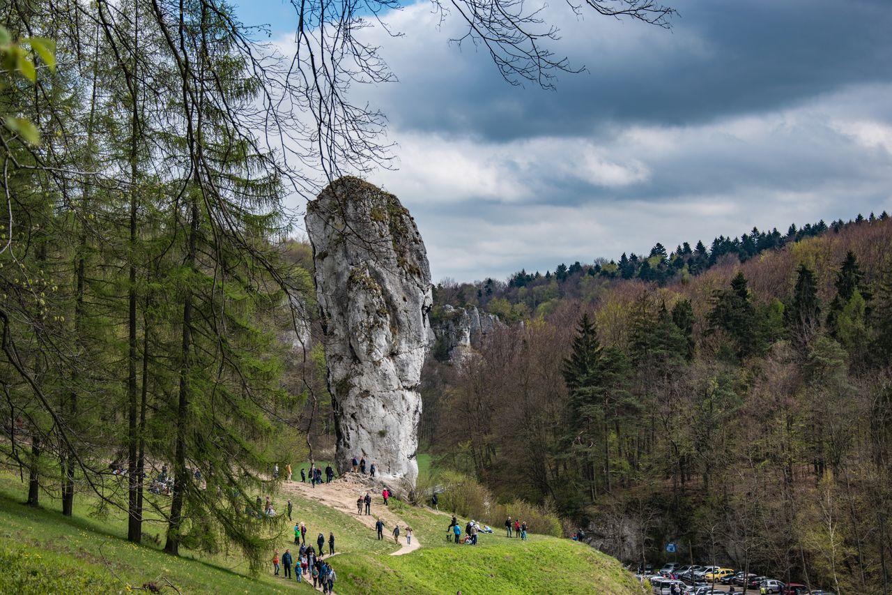 Maczuga Herkulesa 