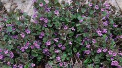 Jadalne chwasty w kuchni. Które dzikie rośliny nadają się do jedzenia?