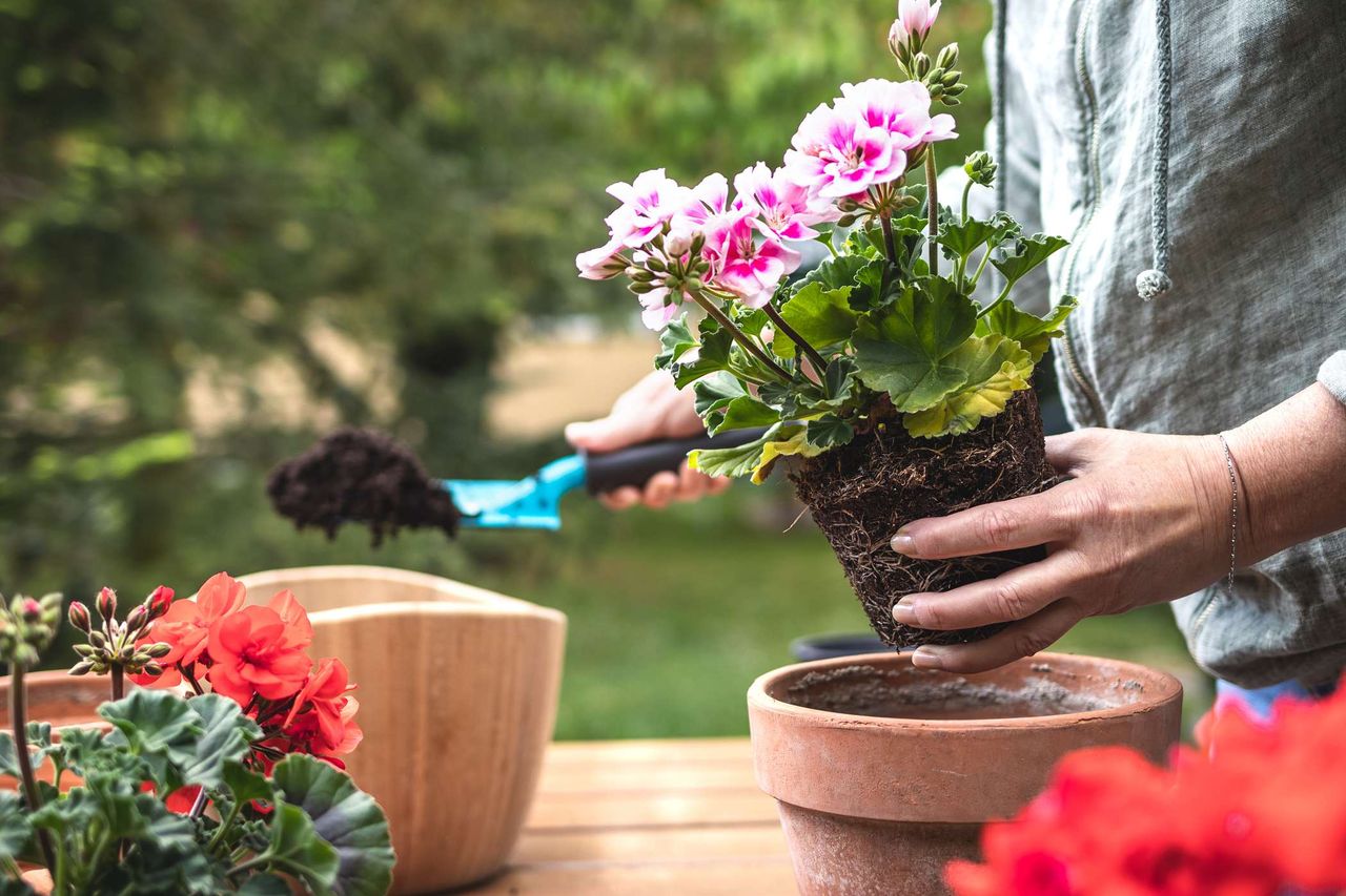 Zrób to, zanim wystawisz pelargonie na balkon. Będą uginać się od kwiatów