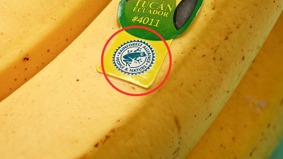 Symbol Rainforest Alliance często widywany jest na żywności