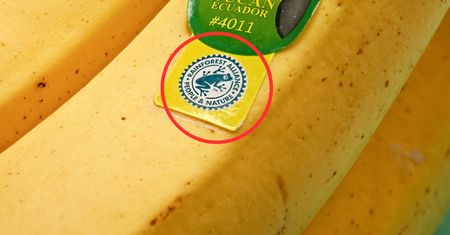 Widzisz symbol żaby na jedzeniu? Koniecznie przeczytaj