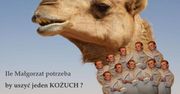 Obrońcy zwierząt atakują Kożuchowską!