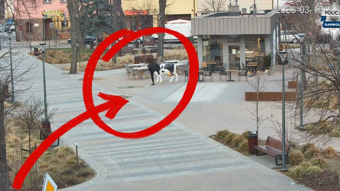 Kopnął krowę 