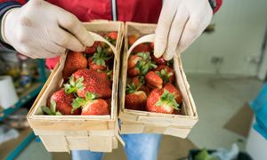 Polskie truskawki już w sprzedaży. Oto ich ceny