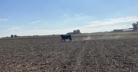 Pościg za rozjuszonym bykiem. Są ranni, padły strzały