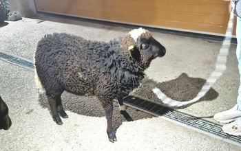 Baran w bagażniku. Niecodzienna akcja policji