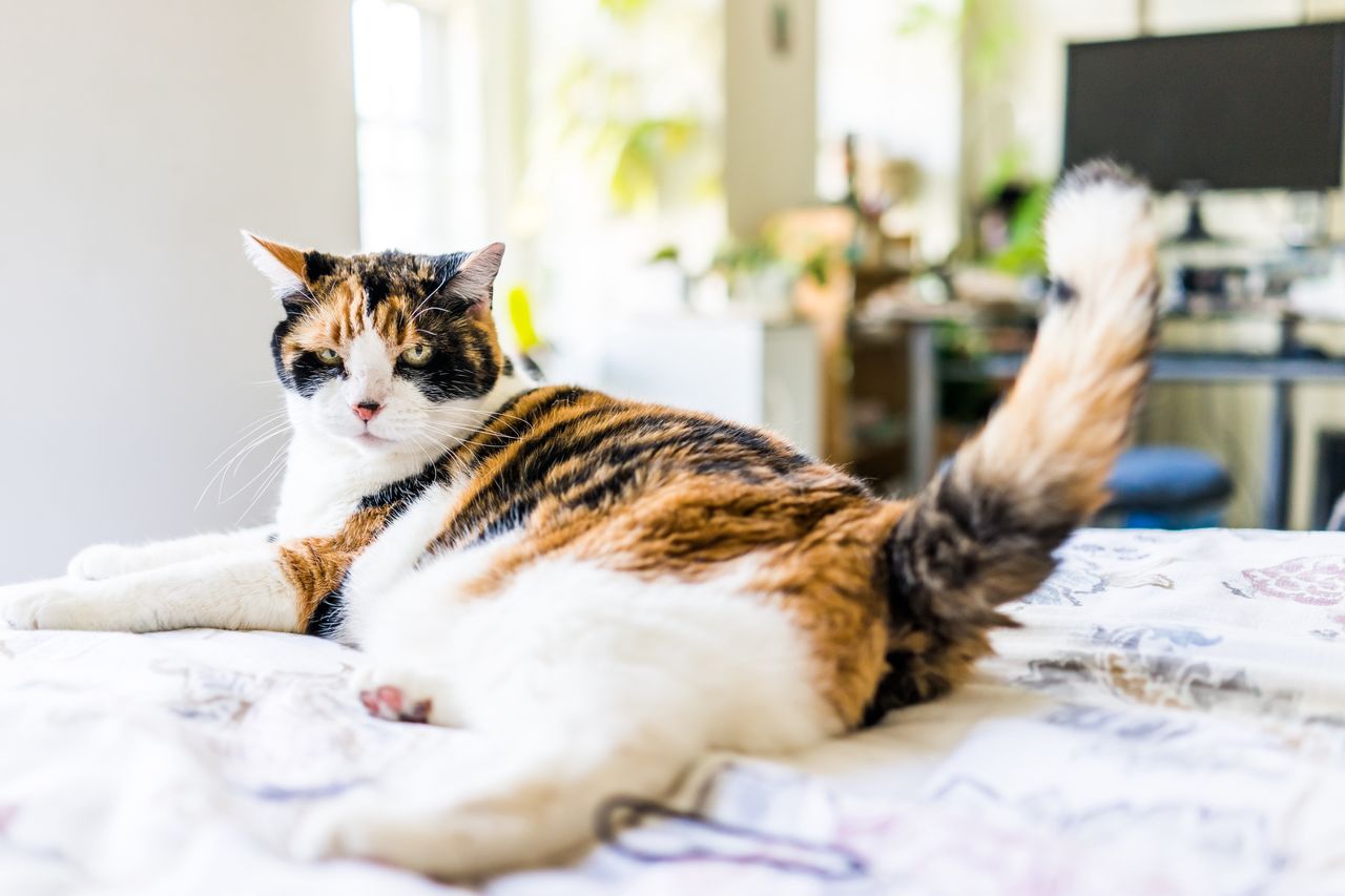 When a cat turns its back? It's an important signal