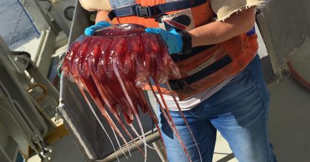 Meduzy na pomoc w ratowaniu wybrzeża. Niezwykłe odkrycie norweskich naukowców