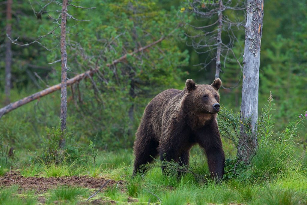 Podstawą jest zachowanie spokoju. Jeśli zwierzę nas nie zauważyło - cicho się oddalamy