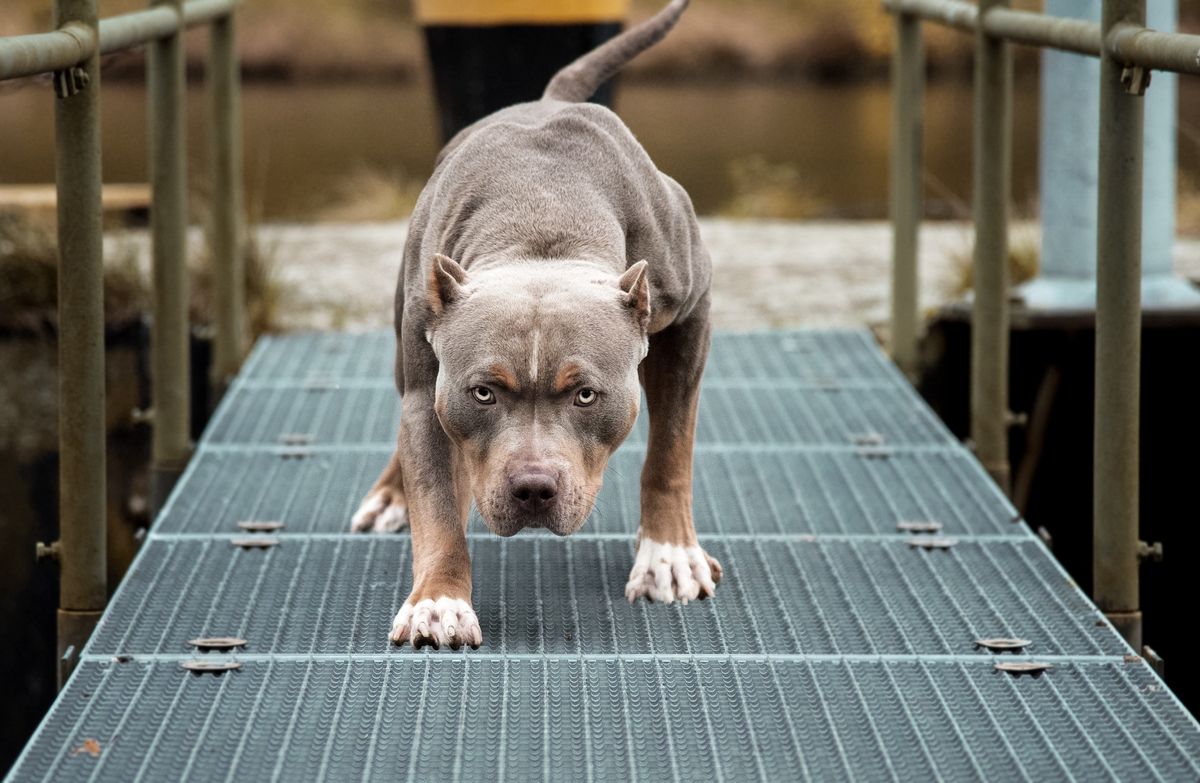 amstaff, pies, dziecko, pogryzienie przez psa, śmigłowiec LPR, policja, pies pogryzł dziecko Dramat pod Krakowem. Amstaff pogryzł 2-letnią dziewczynkę