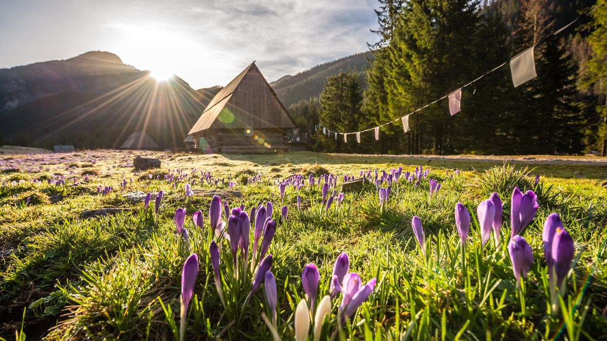 Dolina Chochołowska należy do najpiękniejszych w Tatrach