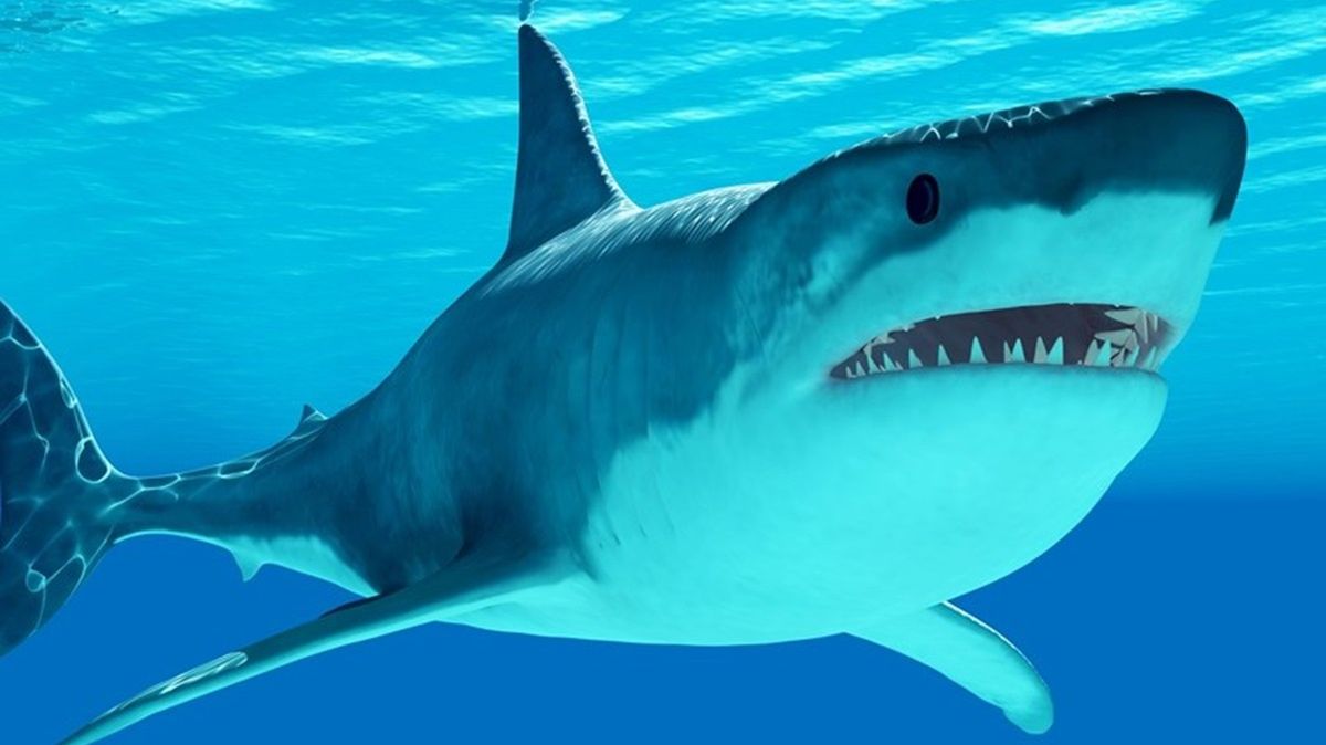 Rekiny zostały przebadane.